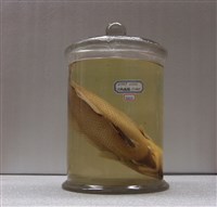 藏品(花斑擬鱗魨)的圖片